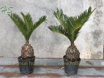 buy zz plant melbourne ZZ Plant  Liberty Landscape Supply