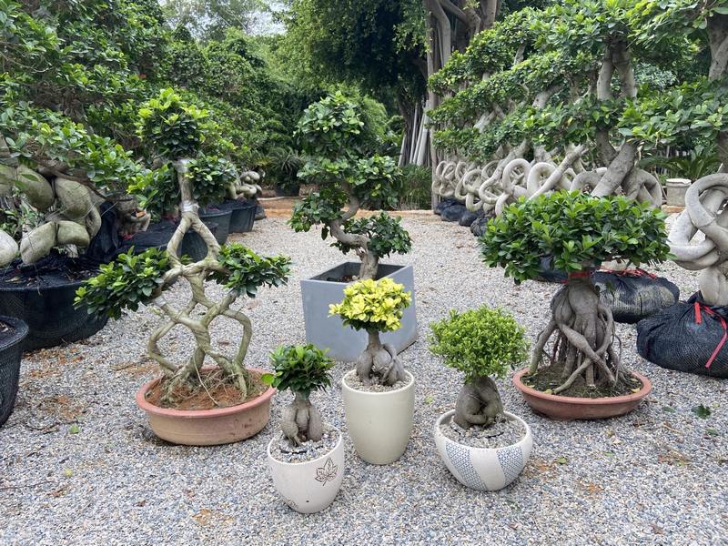 How to take care ficus bonsai indoor