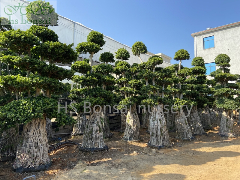 ficus microcarpa dragon bonsai