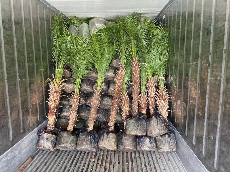 Wholesaler Rhapis Multifida Burret Palm