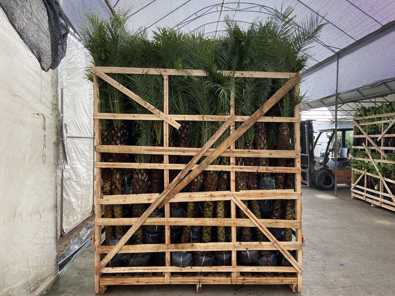 Wholesaler Rhapis Multifida Burret Palm