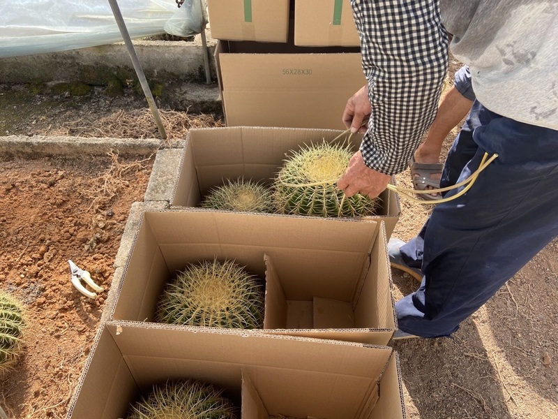 Wholesale Ferocactus recurvus cactus