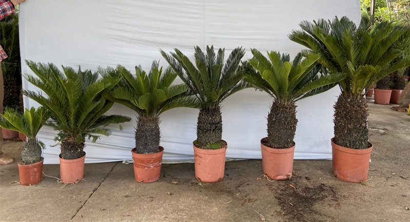 small king sago palm plant