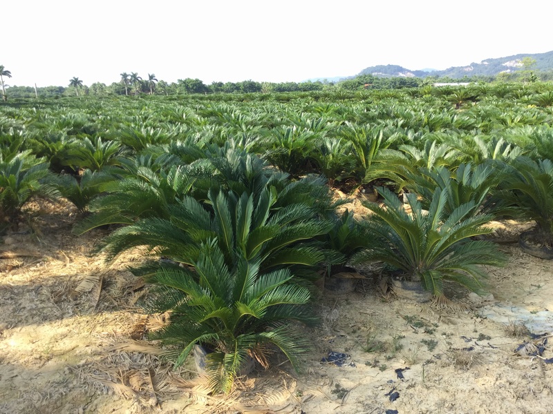 small king sago palm plant