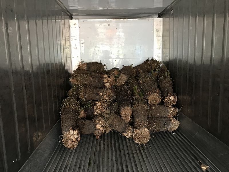 sago Cycas revoluta potted in cocopeat