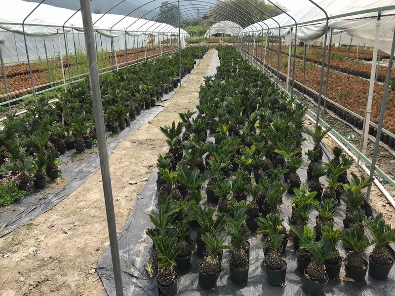 sago Cycas revoluta potted in cocopeat