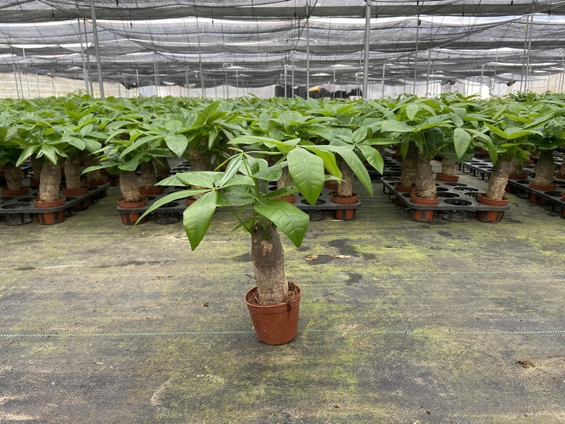 Pachira macrocarpa money tree bonsai