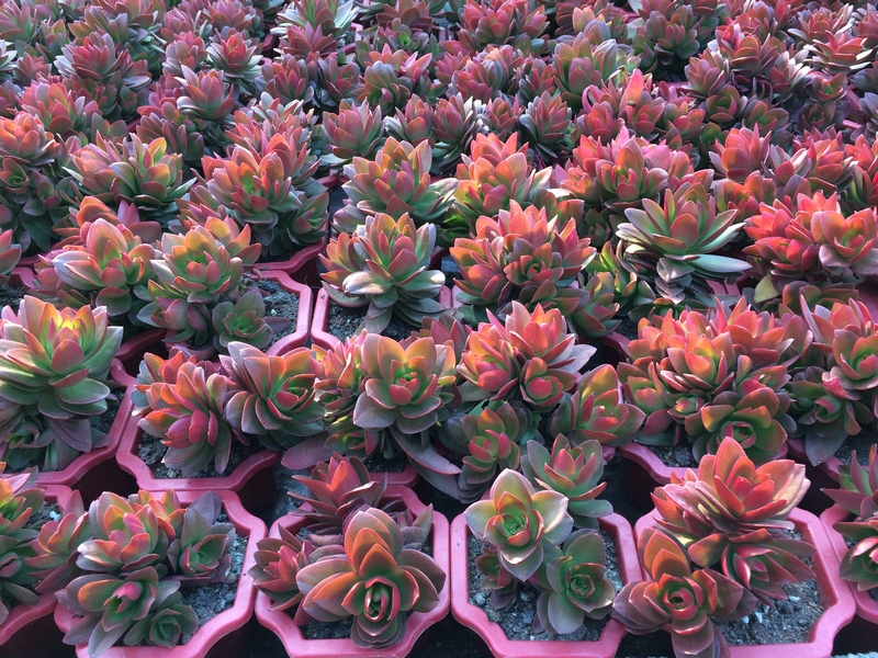 Houseplants easy care Haworthia