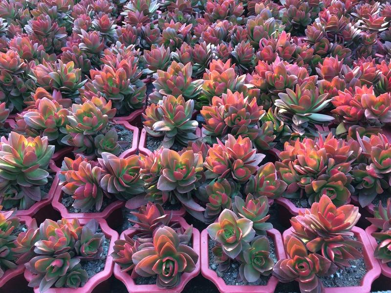 succulents varieties