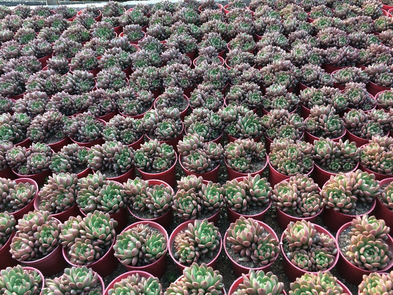 Houseplants easy care Haworthia