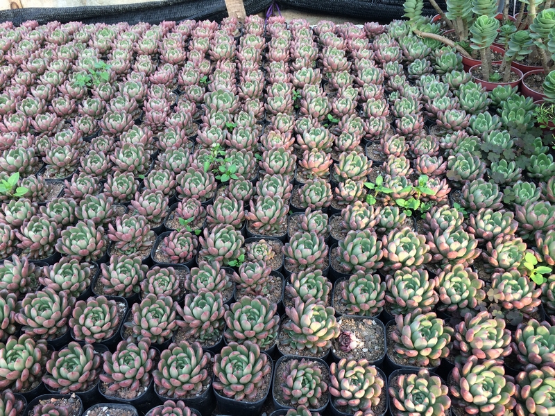 succulents varieties