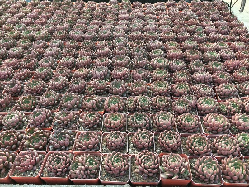 succulents varieties