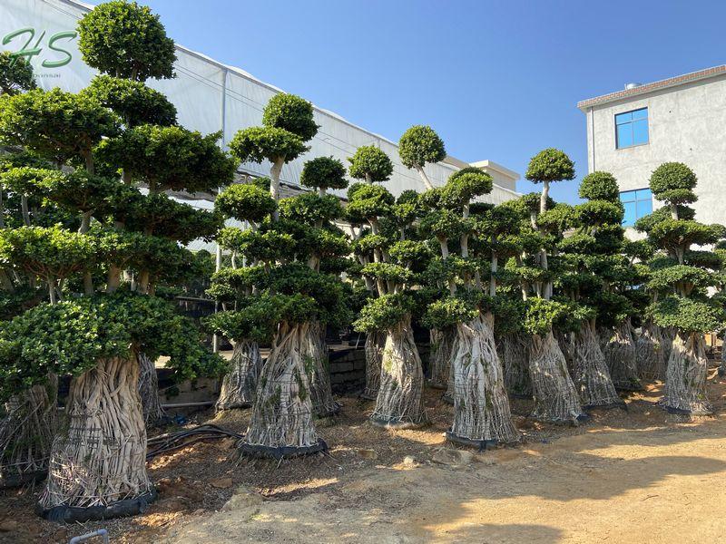 Ficus Bonsai Nursery