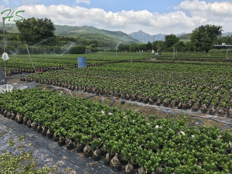 Ficus Bonsai Nursery