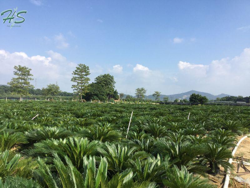 Cycas & Palm Nursery