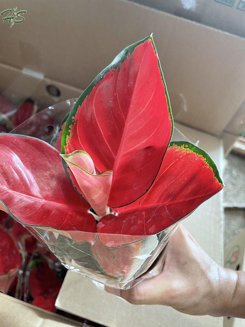 Aglaonema Chia red leaves