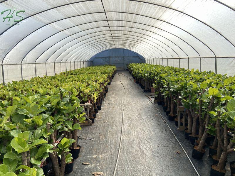 Ficus Bonsai Nursery