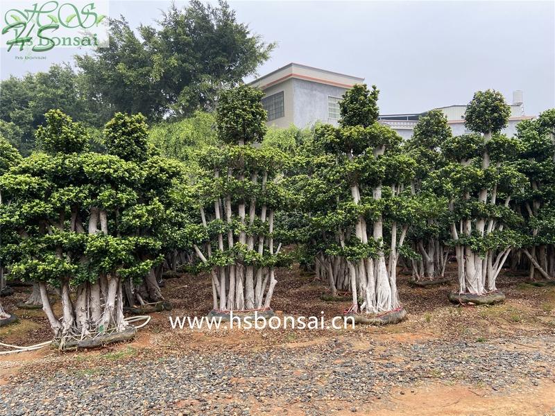 ficus microcarpa jungle bonsai