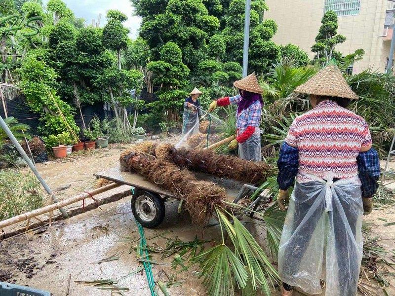 Chinese windmill palm Trachycarpus fortunei