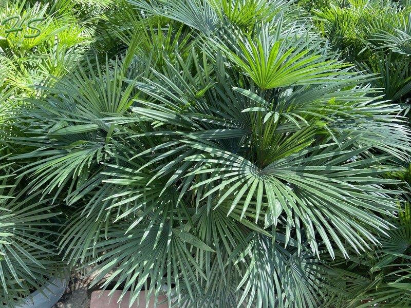 Wholesaler Rhapis Multifida Burret Palm