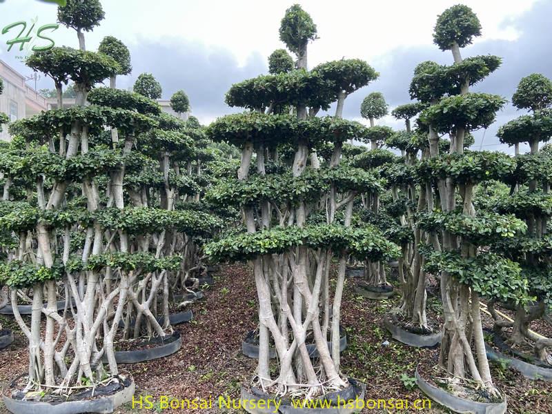 Jungle branch ficus microcarpa bonsai