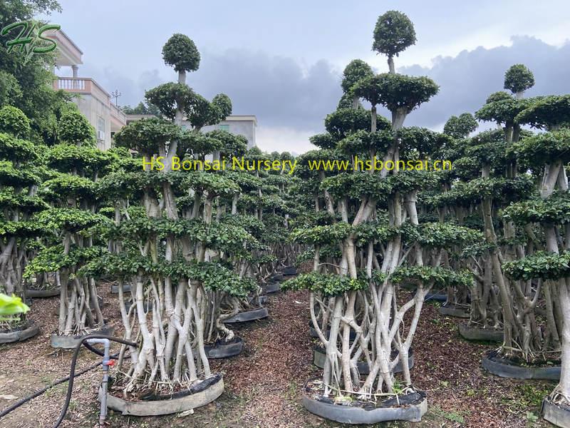 Jungle branch ficus microcarpa bonsai