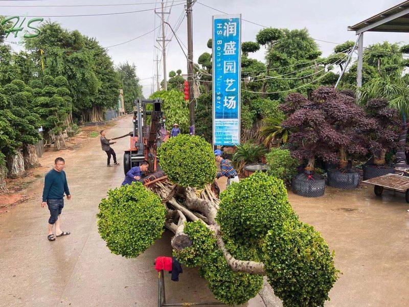 Landscaping ficus microcarpa bonsai