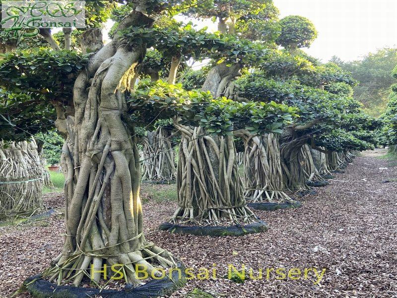 Ficus microcarpa bonsai potted