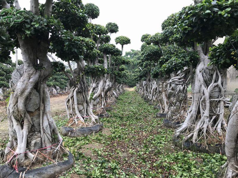 Golden leaves Ficus multi root bonsai tree