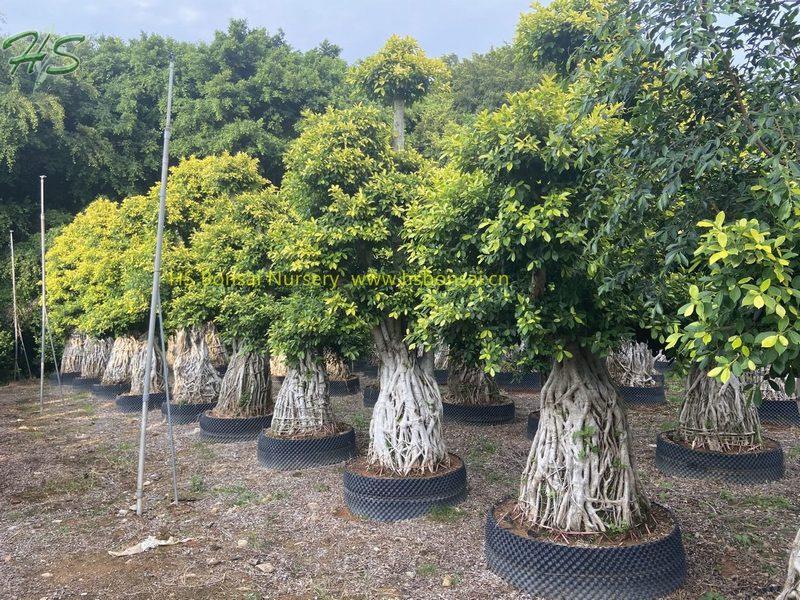 Golden leaves Ficus multi root bonsai tree