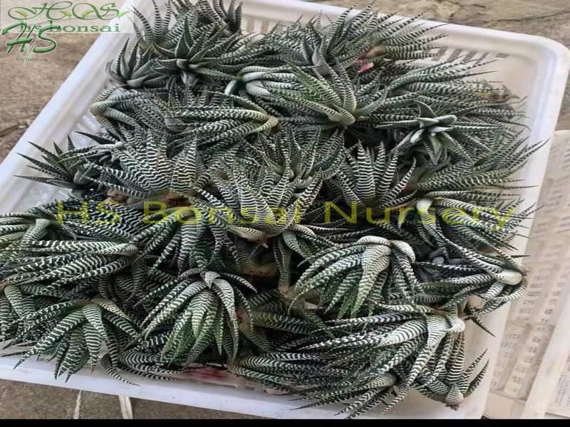 Houseplants easy care Haworthia