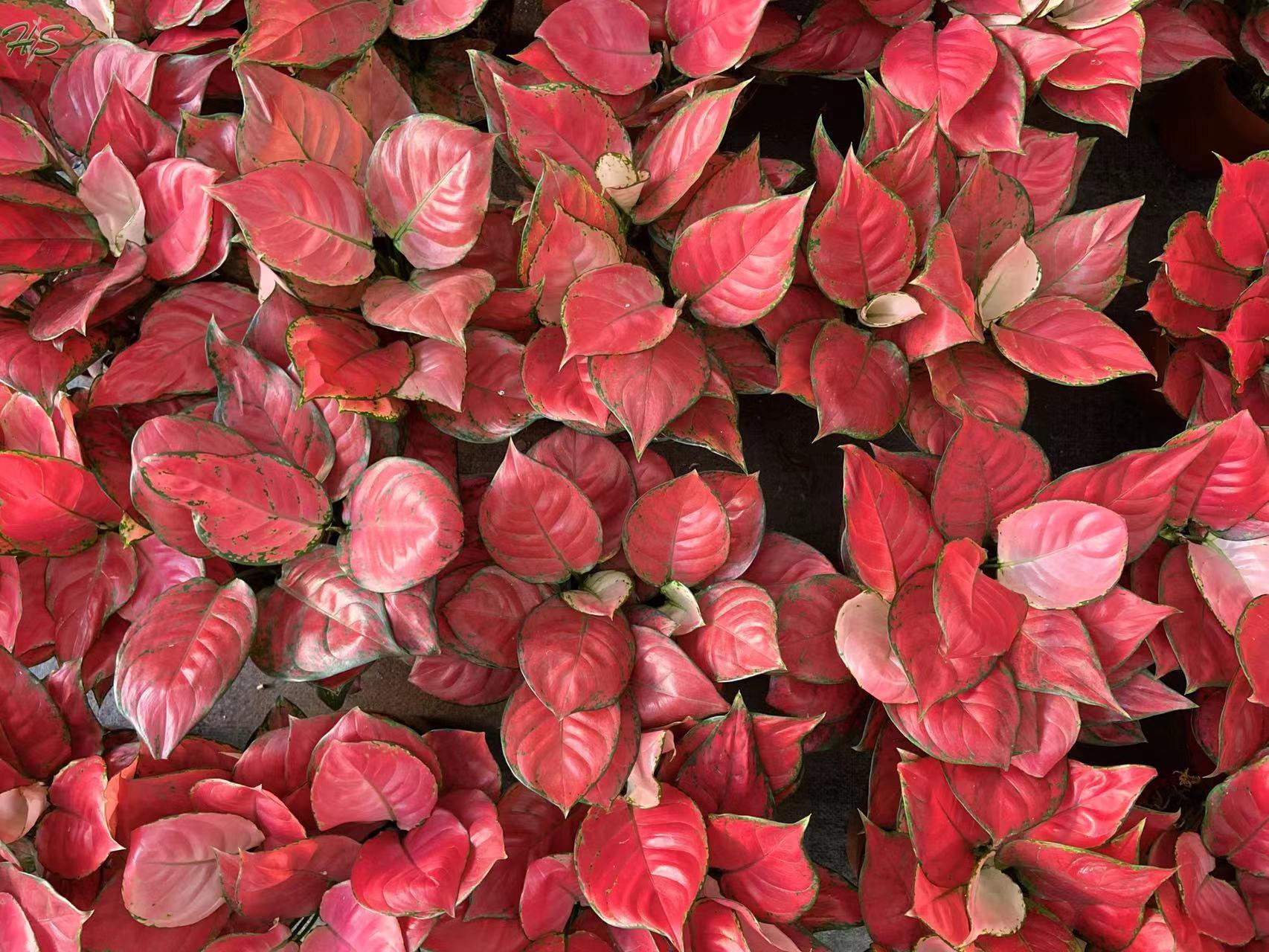 Aglaonema red