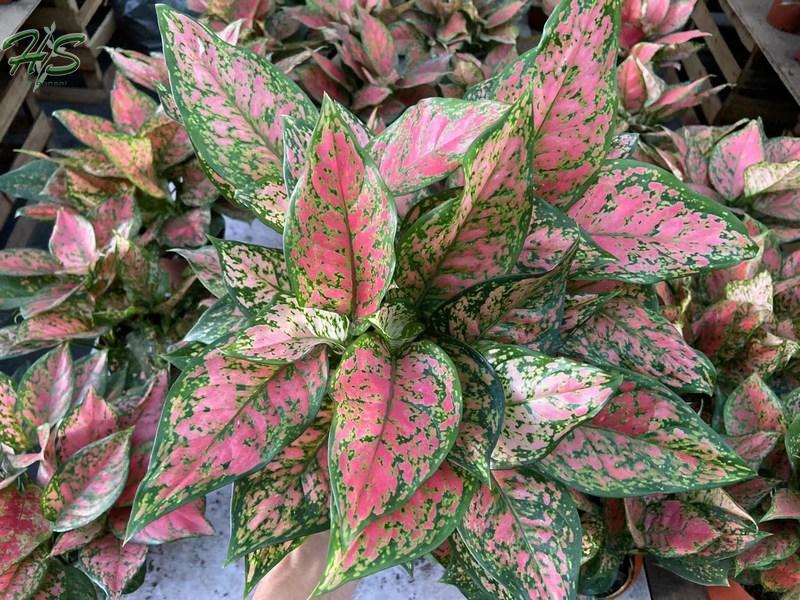 Easy care houseplant Aglaonema Valentine