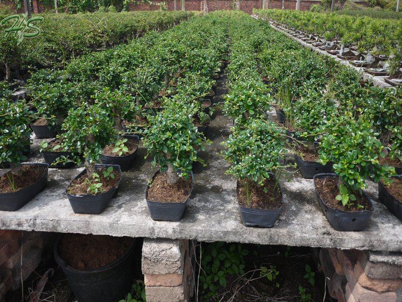 Small outdoor Mimosaceae bonsai tree