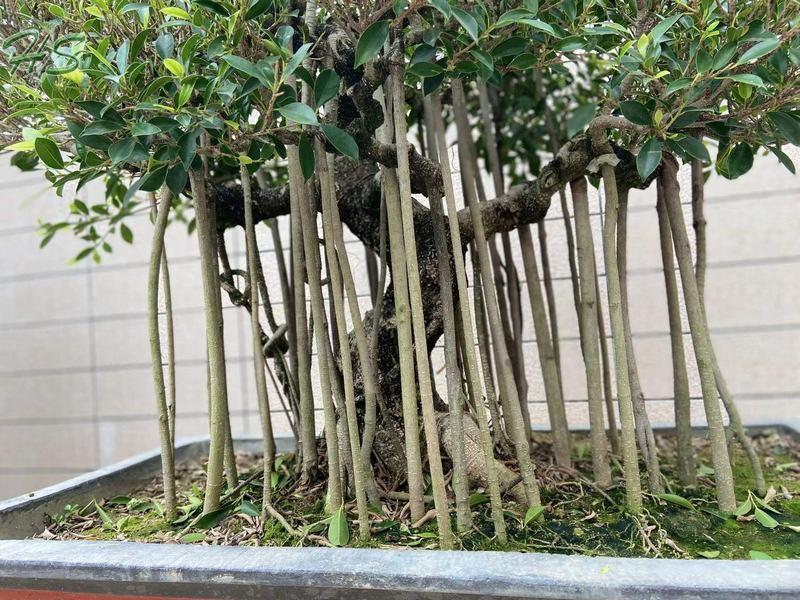 Ficus aerial chinese banyan bonsai tree