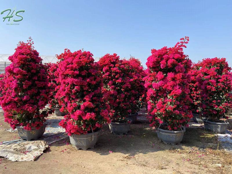 Red Bougainvillea glabra bonsai