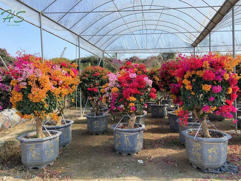 Colorful Bougainvillea glabra bonsai