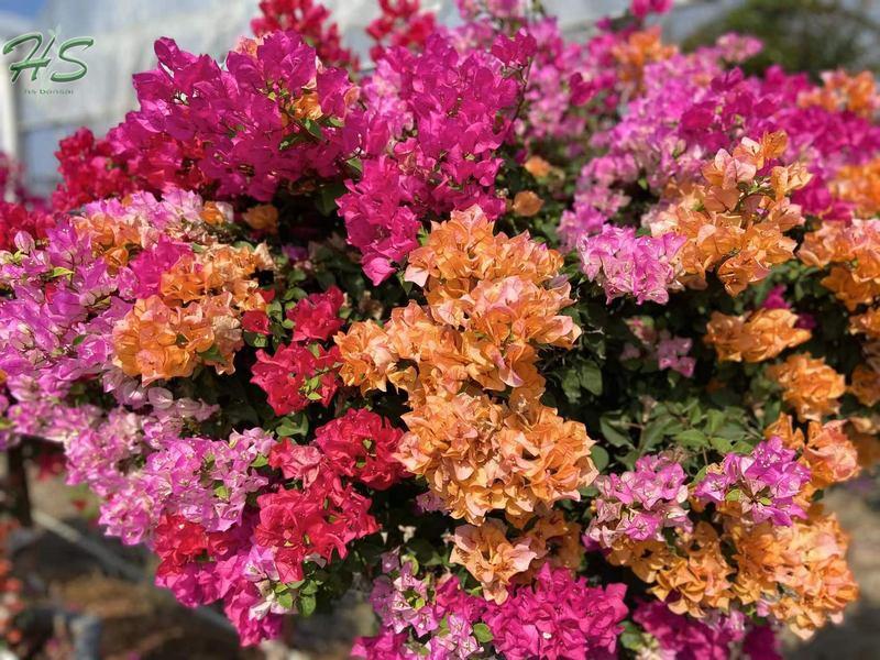 Red Bougainvillea glabra bonsai