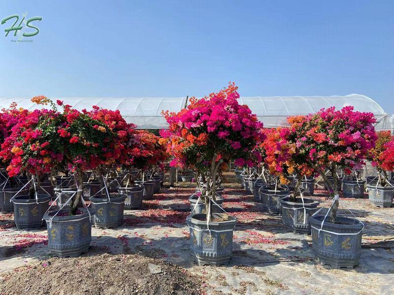 Colorful Bougainvillea glabra bonsai