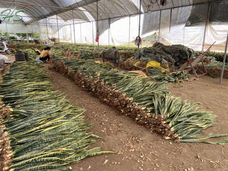 Hotsale sansevieria golden plants