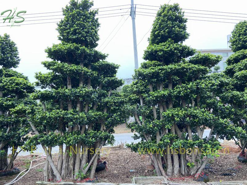 Natural Forest Trees Ficus Microcarpa