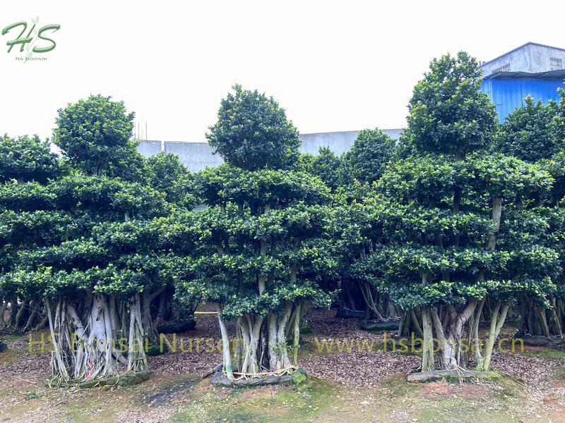 Natural Forest Trees Ficus Microcarpa