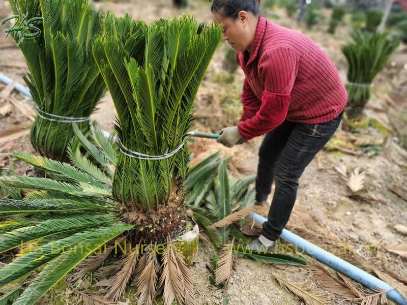 Palm Nursery King Sago Cycas revoluta Potted