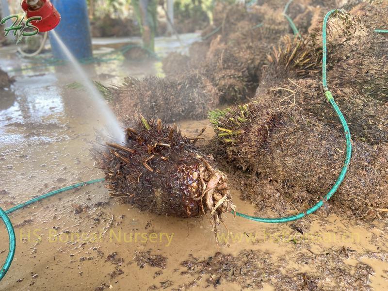 Bare Root Cycas revoluta Without Leaves