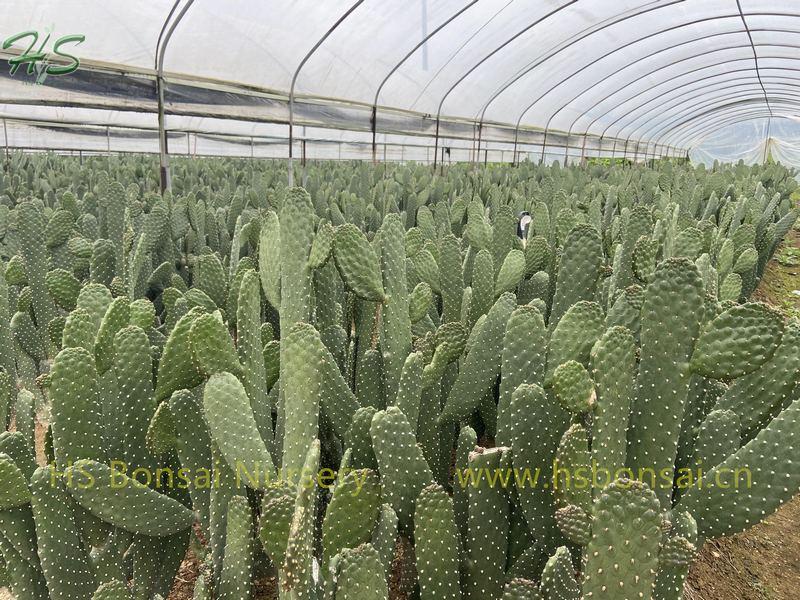 Wholesale Potted Thornless Opuntia Cactus