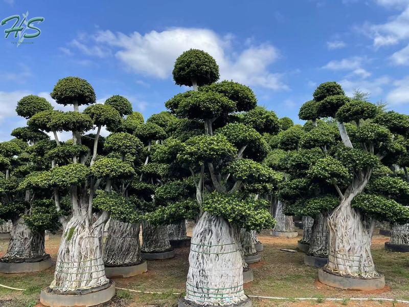 Ornamental Ficus Multi Aerial Root Plant