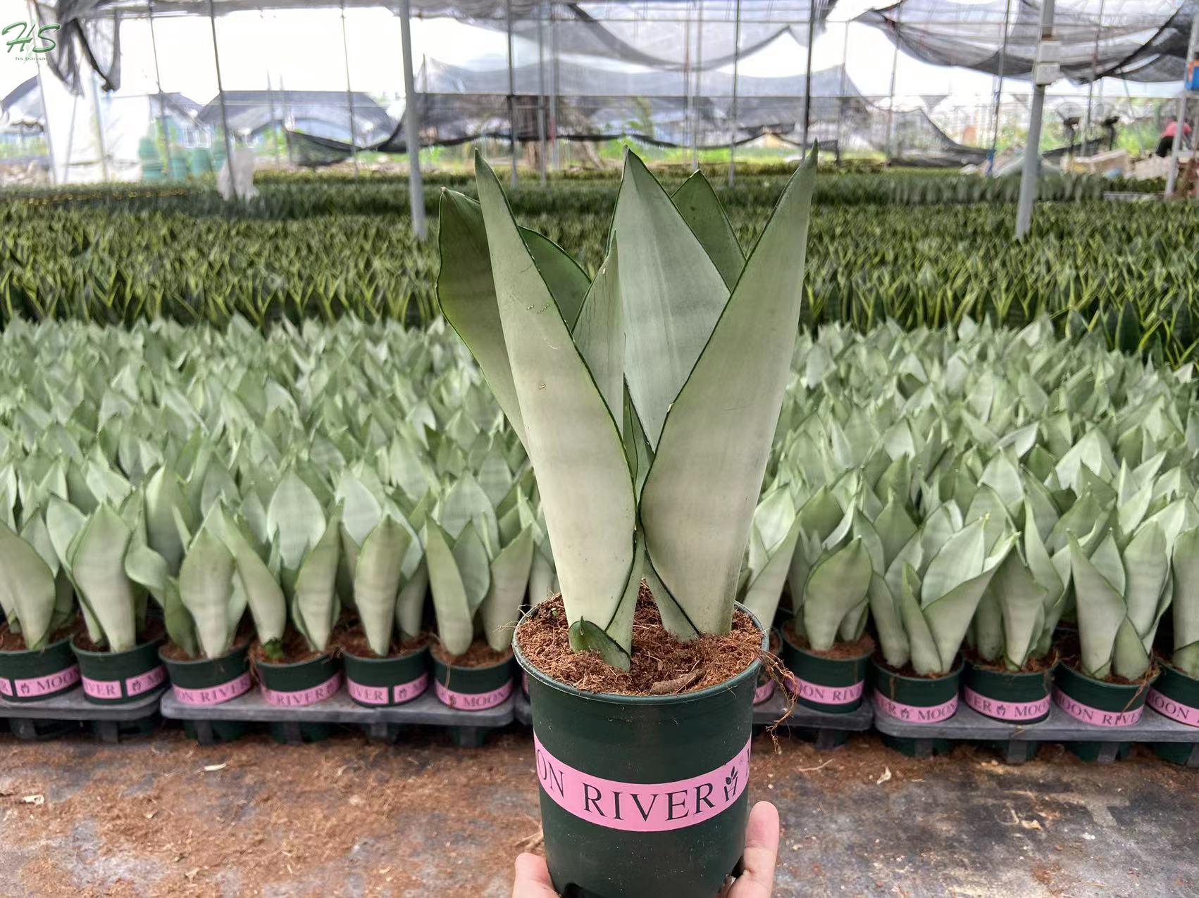 Sansevieria Trifasciata Moonshine