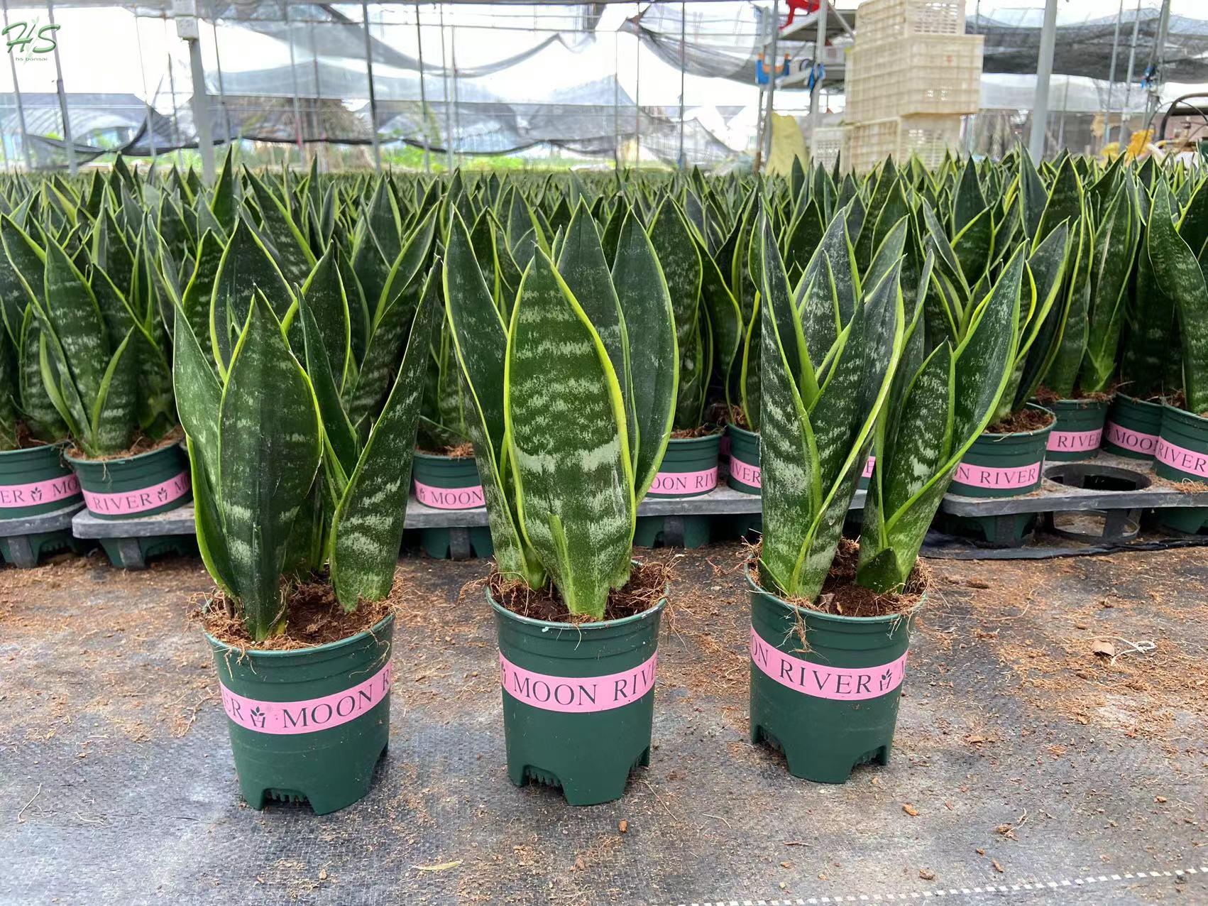 Sansevieria Trifasciata Moonshine