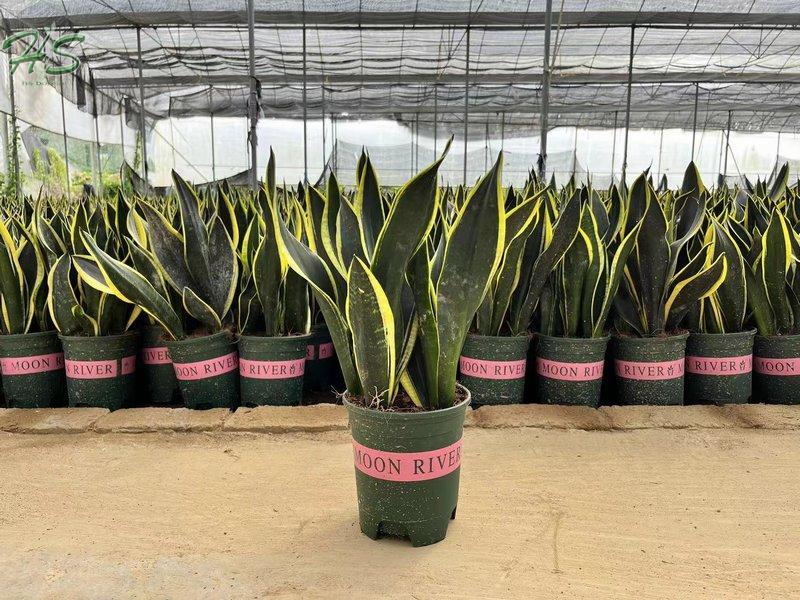 Sansevieria Air Purifying Plant