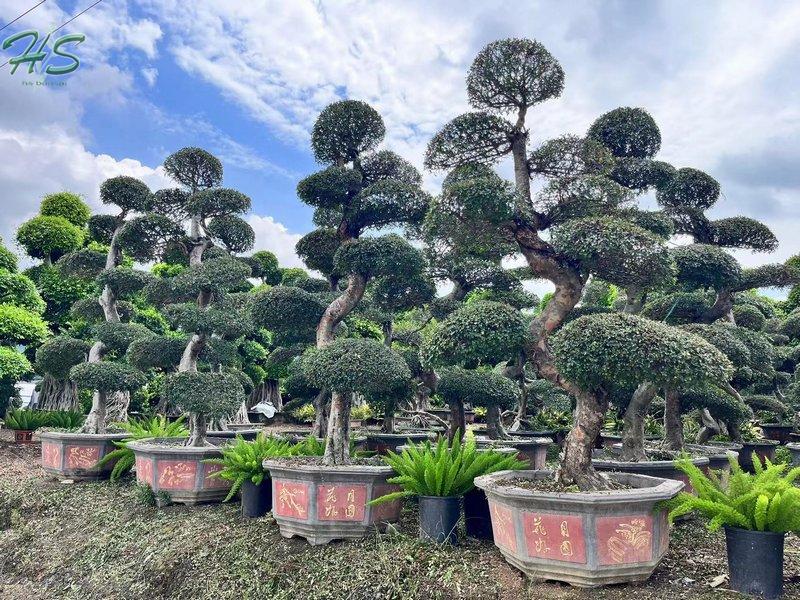 https://www.hsbonsai.cn/wholesale-serene-chinese-elm-bonsai_p323.html